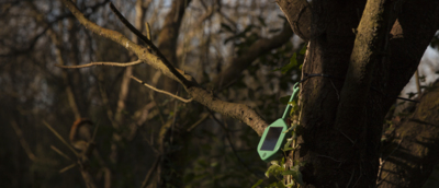 IoT sensor hanging on a tree branch.jpg IoT sensor hanging on a tree branch.jpg